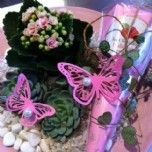 Plantering Arechoklad Blomstergarden Plantering Arechoklad Blomstergarden